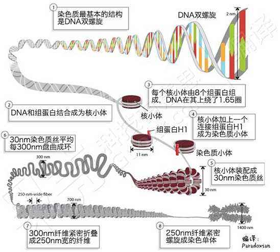 关于包装DNA的新认识