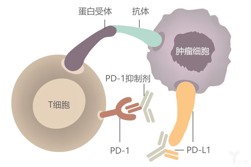 PD-1抑制对复发性恶性胶质瘤的临床疗效有限