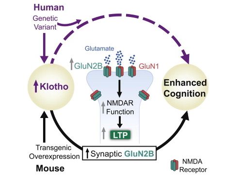 研究发现Klotho基因影响细胞衰老