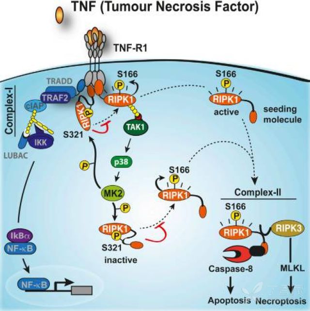 TNF-α精细调控衰老相关的血小板高反应性和血栓形成