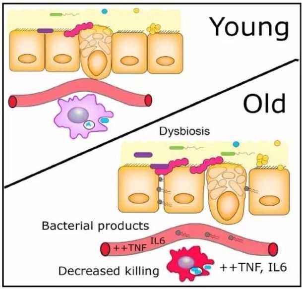 Sci Transl Med：肠道菌群或能改变机体的衰老进程