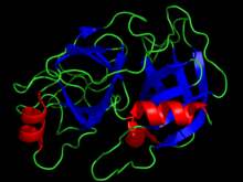 单链前激肽酶的蛋白酶活性