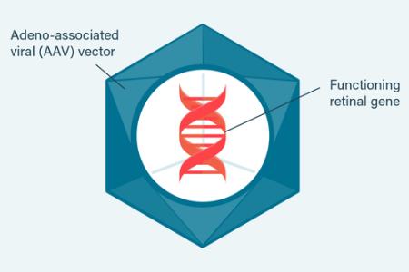 科学家通过工程化的病毒衣壳来靶向作用多种类型脑细胞