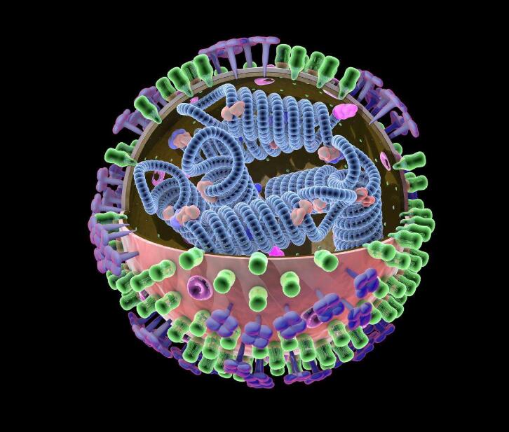 雌激素或可削弱流感病毒的入侵和复制能力
