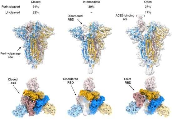 科学家发现一种特殊蛋白或能帮助SARS-CoV-2在宿主细胞中快速扩散