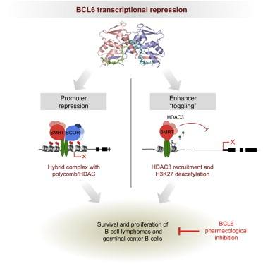BCL6维持AML原始细胞的存活和自我更新，或可成为新的治疗靶点