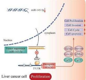SPATS2调控细胞周期促进肝癌的发生发展