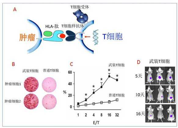 Vav1突变在成熟T细胞肿瘤发生中的贡献