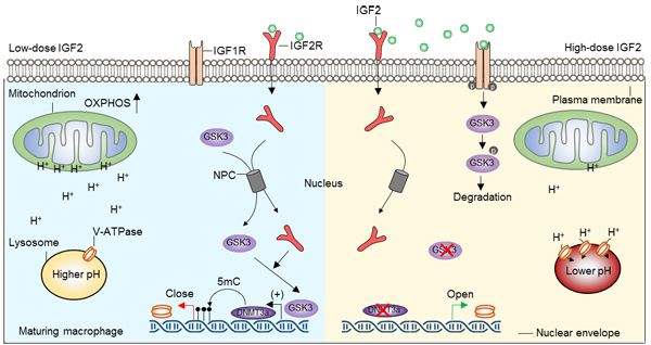 研究发现IGF2R调控“质子改道”赋予巨噬细胞抗炎潜能