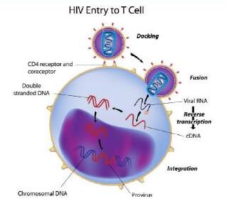 调节HIV表达的关键分子机制