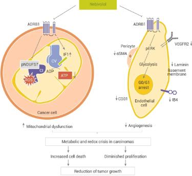 PINK1介导线粒体代谢重编程抑制结直肠癌的发生发展