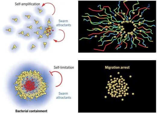 中性粒细胞是通过自我限制群集反应来抑制细菌生长