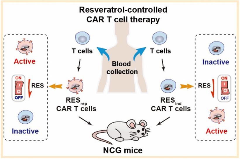 让T细胞“喝红酒”，帮助其更好地消灭癌细胞