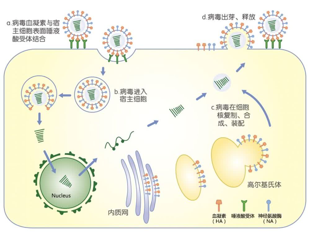 揭示人类宿主细胞抵御甲型流感病毒侵袭的分子机制
