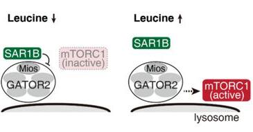 发现全新亮氨酸受体蛋白SAR1B，通过mTORC1调控肺癌发生