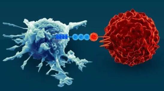 巨噬细胞疗法：长期培养的巨噬细胞移植回体内后仍可发挥作用