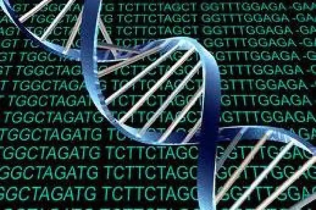 抗双链DNA抗体可识别系统性红斑狼疮风险等位基因的HLA II类分子上呈递的 DNA