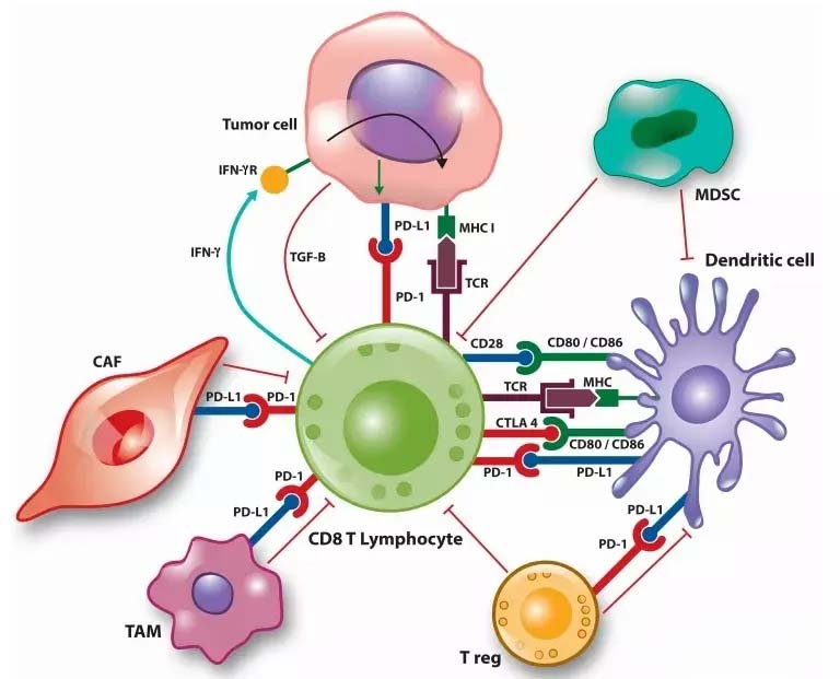 构建出跨器官的发育中免疫系统的细胞图谱