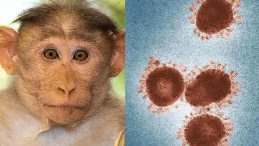 基因组数据揭示当前猴痘疫情的演化轨迹