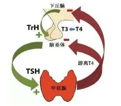 甲功显示T3、T4和TSH同时升高的干扰因素
