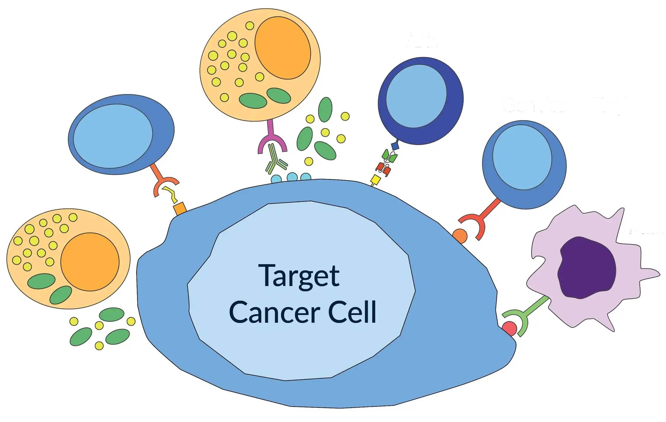 BATF缺失可提高CAR-T细胞抗肿瘤活性