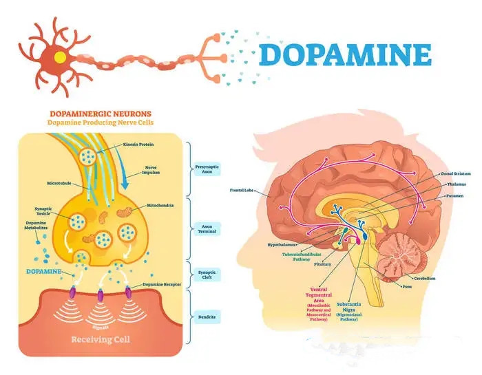 科学家发现多巴胺系统在寿命调节中的新作用