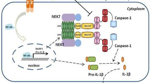 丙氨酰内酯作为天然NLRP3抑制剂缓解小鼠NLRP3驱动的炎性疾病